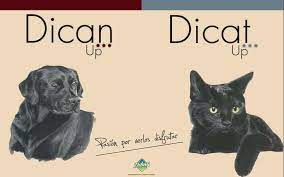 Dican&Dicat UP